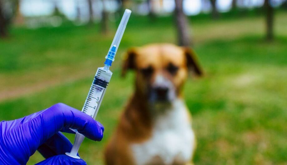Imagem de compartilhamento para o artigo Municípios da região Norte de MS receberão repasse da SES para vacinação de cães e gatos da MS Todo dia